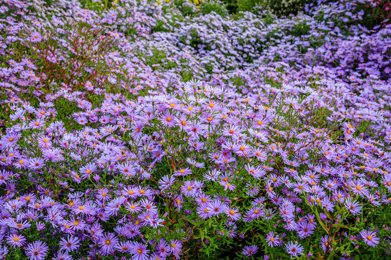 Aster Dumosus - Hybriden Lady in Blue