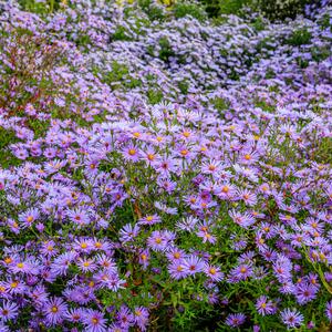 Aster Dumosus - Hybriden Lady in Blue