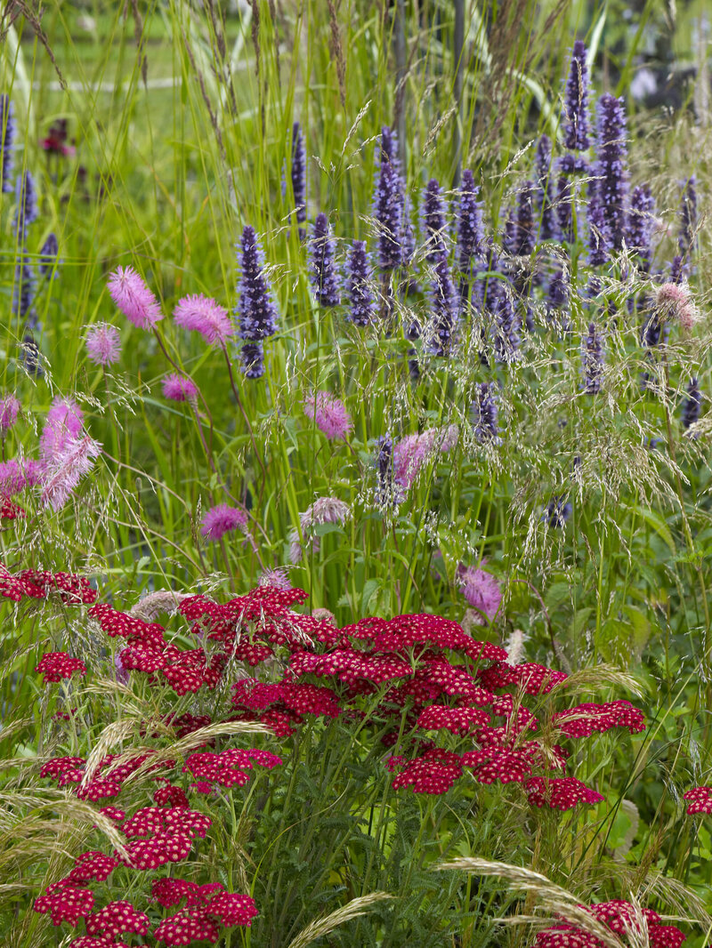 Achillea Millefolium - Hybriden