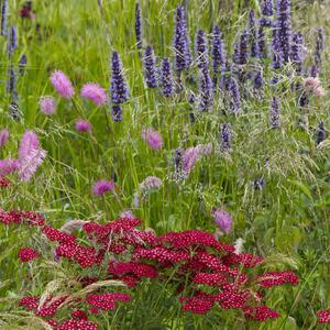 Achillea Millefolium - Hybriden