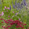 Achillea Millefolium - Hybriden