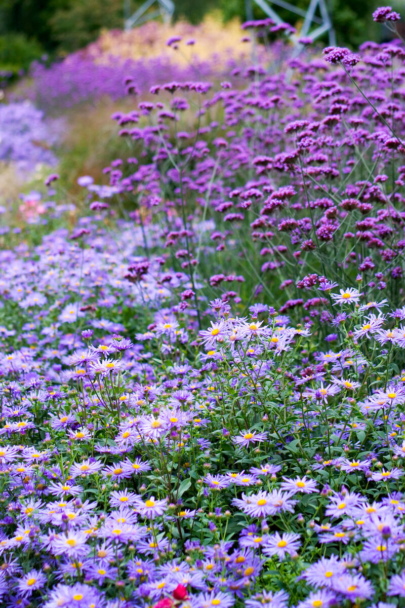 Aster Dumosus - Hybriden Lady in Blue