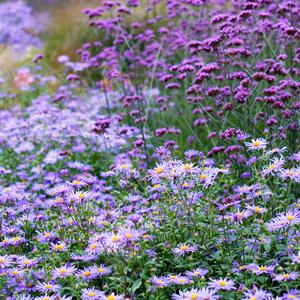 Aster Dumosus - Hybriden Lady in Blue