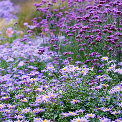 Aster Dumosus - Hybriden Lady in Blue