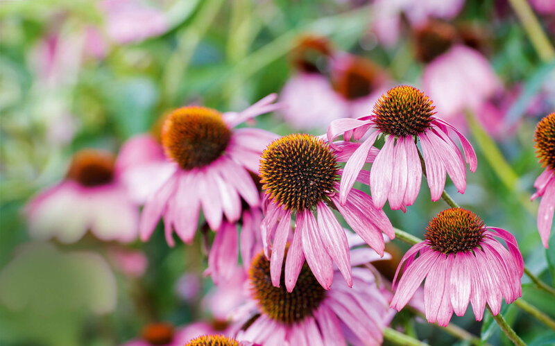 Echinacea purpurea Fatal Attraction
