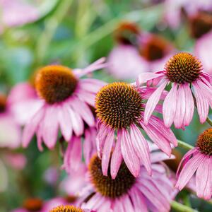 Echinacea purpurea Fatal Attraction