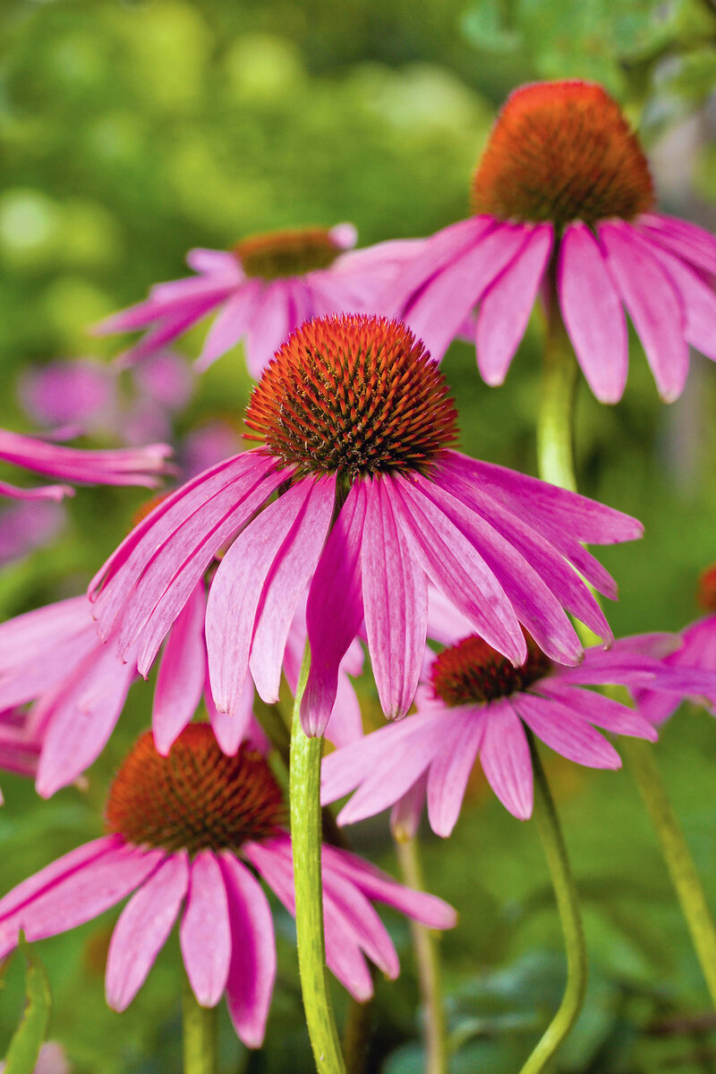 Echinacea purpurea Fatal Attraction