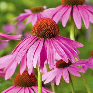 Echinacea purpurea Fatal Attraction