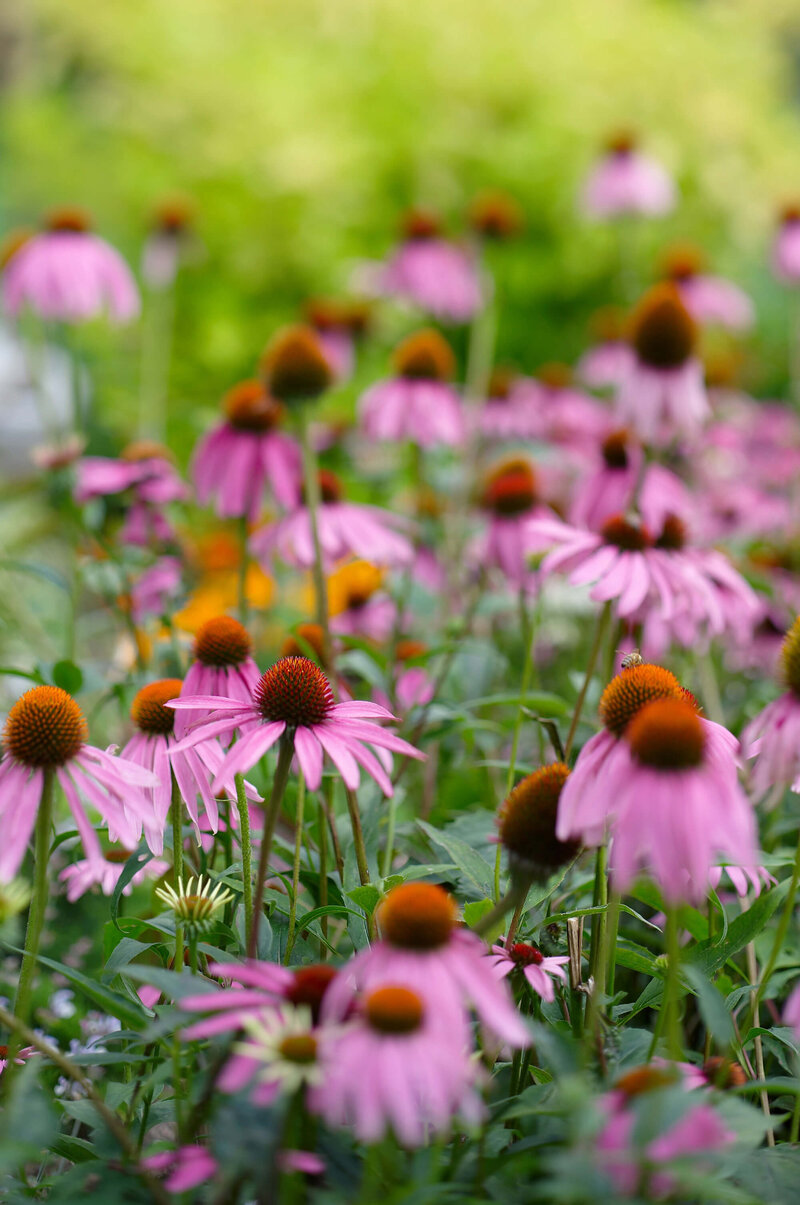 Echinacea purpurea Fatal Attraction