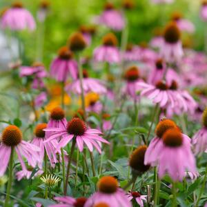Echinacea purpurea Fatal Attraction