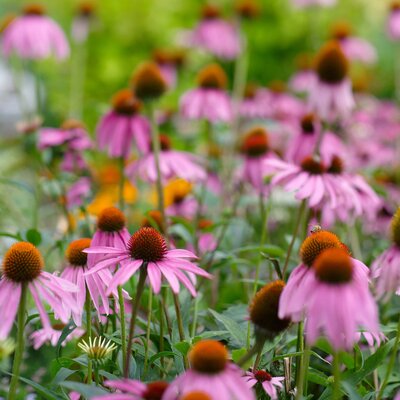Echinacea purpurea Fatal Attraction