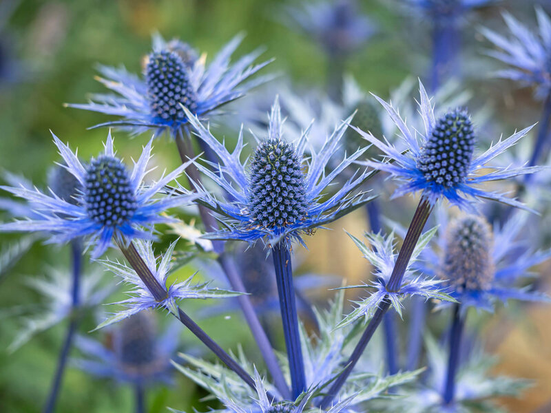 Eryngium planum