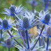 Eryngium planum