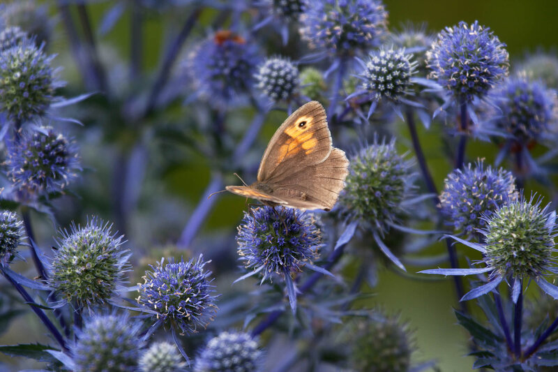 Eryngium planum