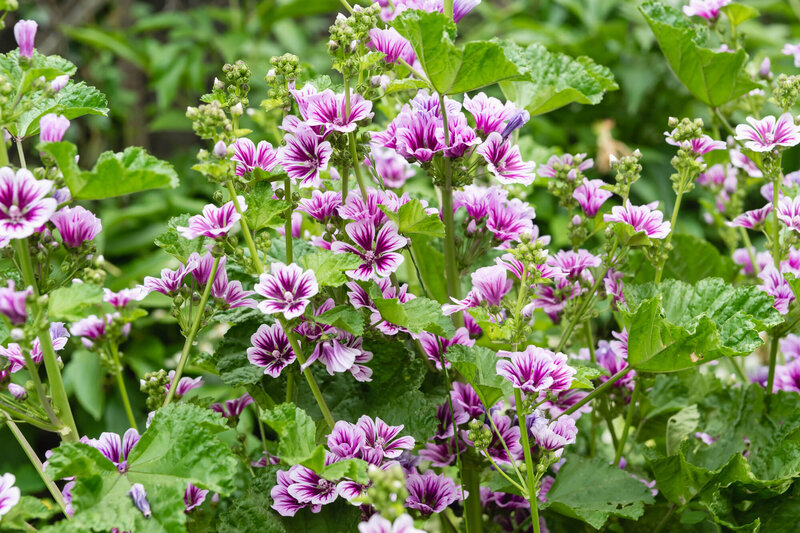 Malva sylvestris Zebrina