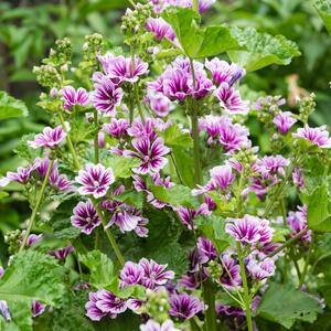 Malva sylvestris Zebrina