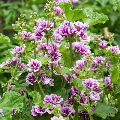 Malva sylvestris Zebrina