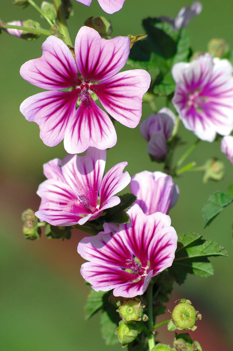 Malva sylvestris Zebrina