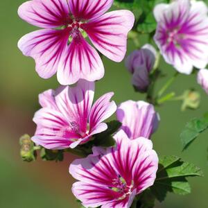 Malva sylvestris Zebrina