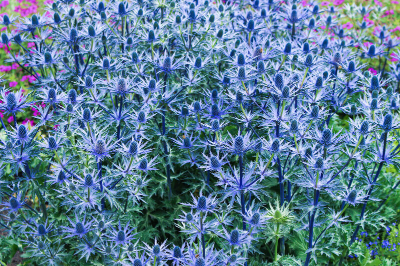 Eryngium planum