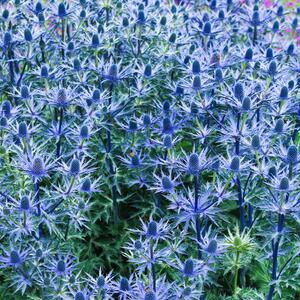Eryngium planum