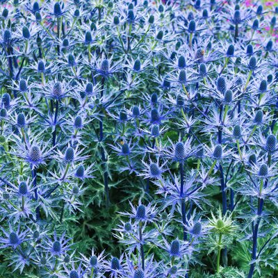 Eryngium planum
