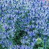 Eryngium planum