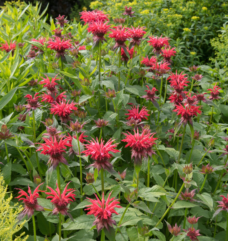 Monarda didyma Fireball