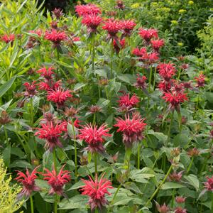Monarda didyma Fireball