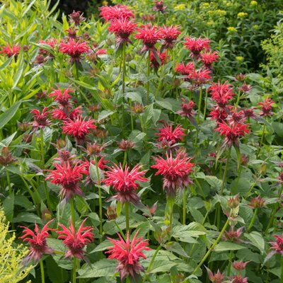 Monarda didyma Fireball
