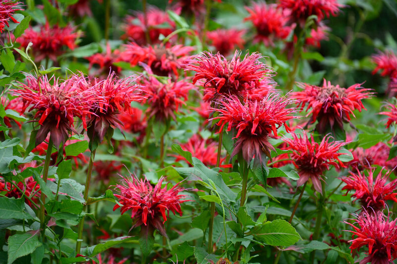 Monarda didyma Fireball
