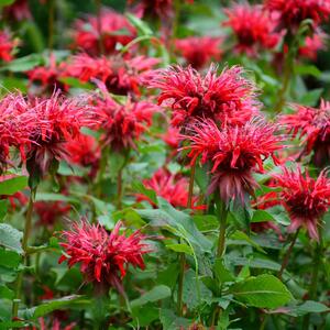 Monarda didyma Fireball