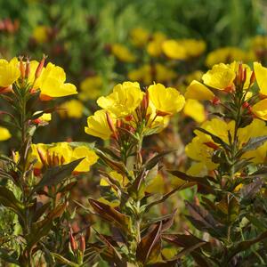 Oenothera tetragona Sonnenwende