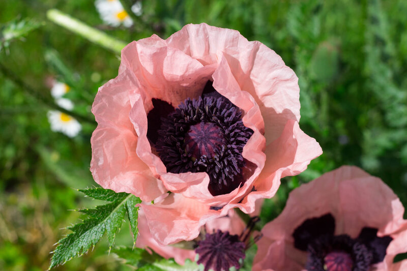 Papaver orientale Königin Alexandra