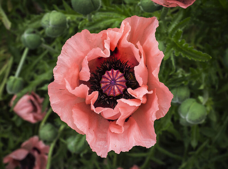 Papaver orientale Königin Alexandra