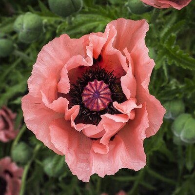 Papaver orientale Königin Alexandra