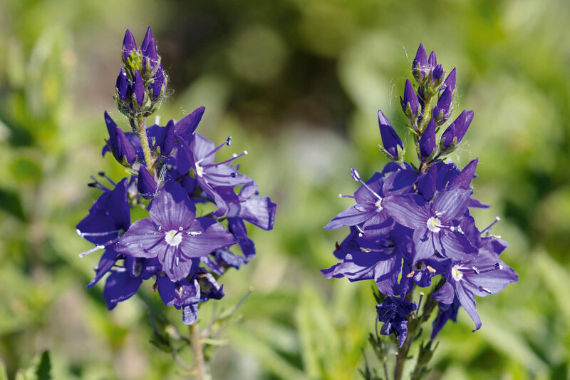 Veronica teucrium Knallblau