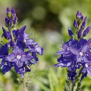 Veronica teucrium Knallblau