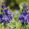 Veronica teucrium Knallblau