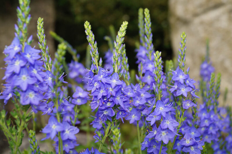 Veronica teucrium Knallblau