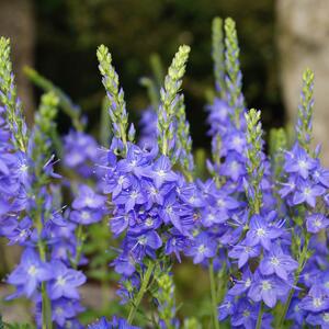 Veronica teucrium Knallblau