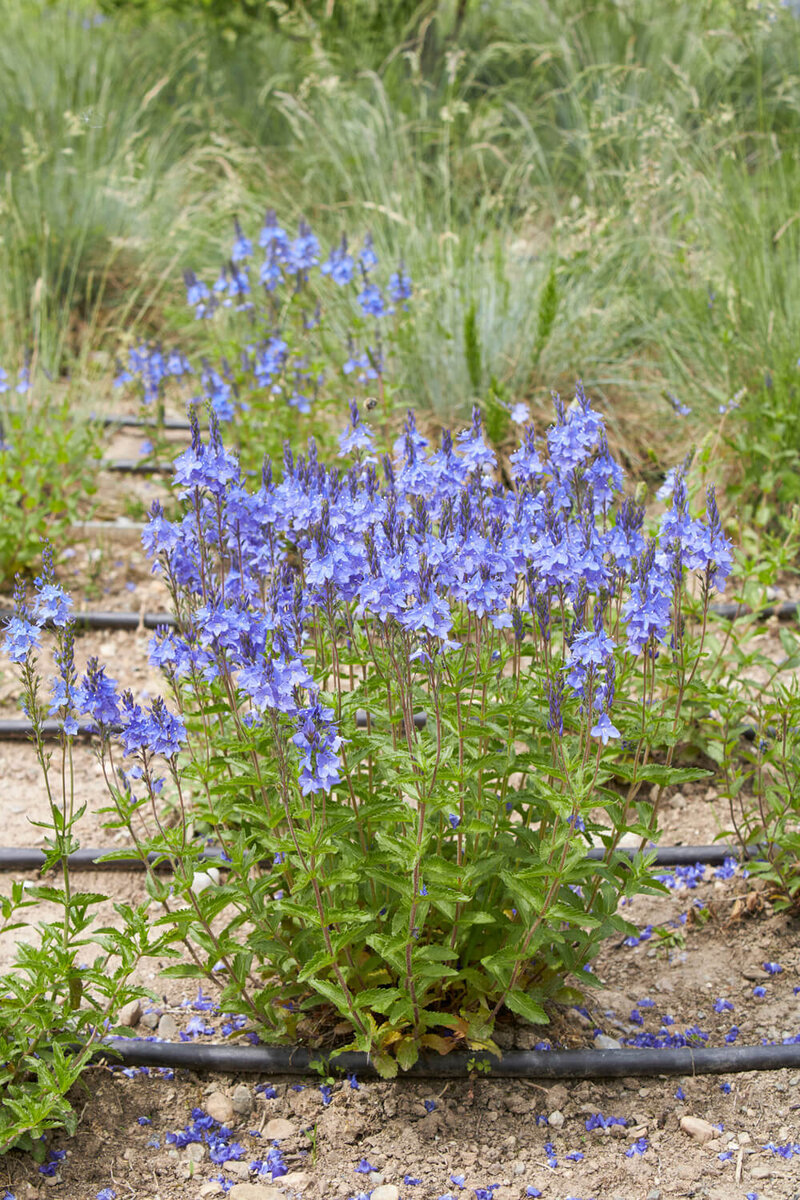 Veronica teucrium Knallblau