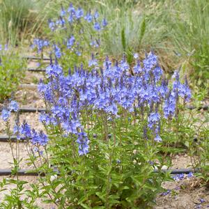 Veronica teucrium Knallblau