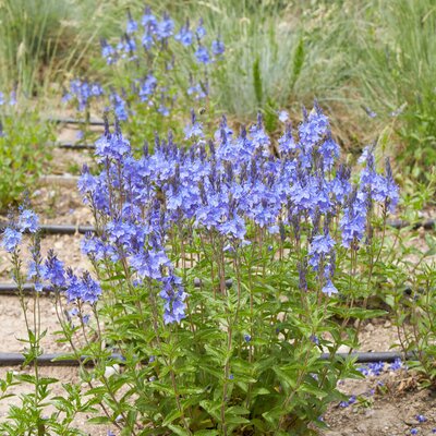 Veronica teucrium Knallblau
