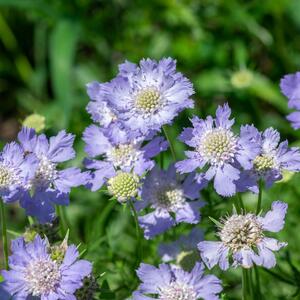 Scabiosa caucasica Perfecta
