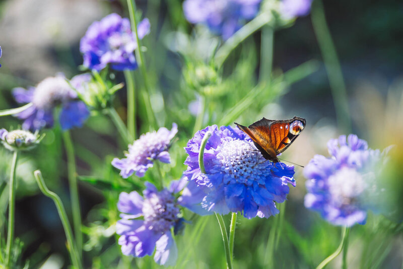 Scabiosa caucasica Perfecta