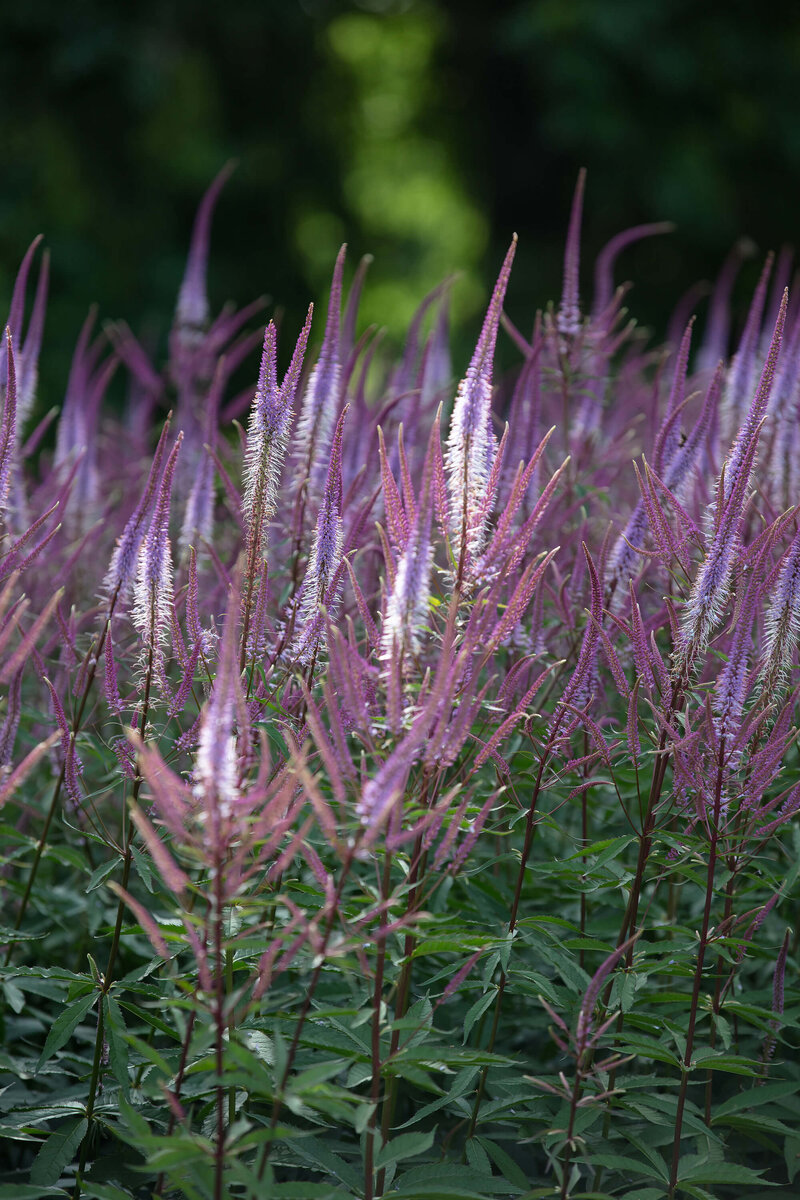 Veronicastrum virginicum Cupid