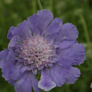 Scabiosa caucasica Perfecta