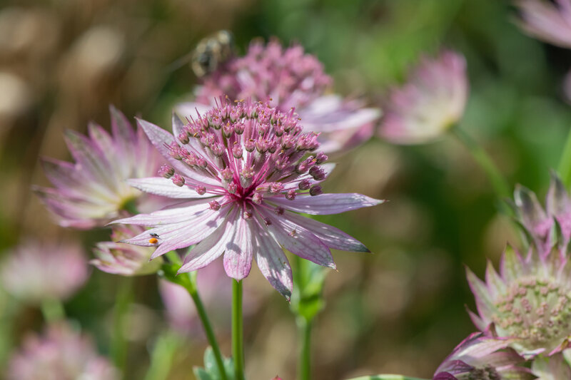 Astrantia major Roma
