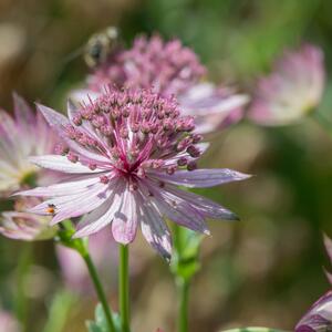 Astrantia major Roma